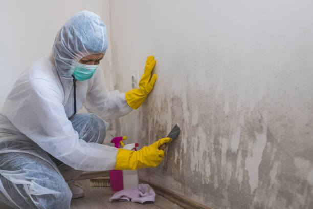 Home Mold Removal in Energy, IL