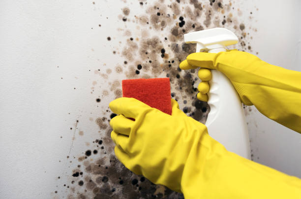 Mold Removal and Inspection in Energy, IL