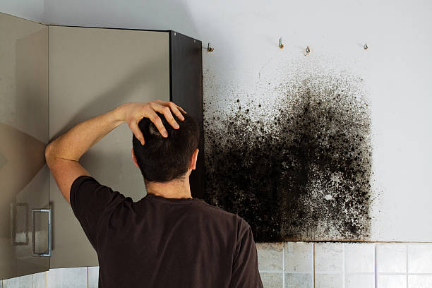 Best Toxic Mold Removal  in Energy, IL