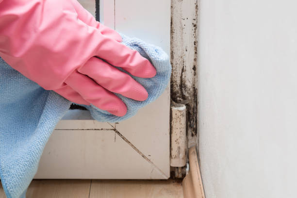 Best Crawl Space Mold Removal  in Energy, IL