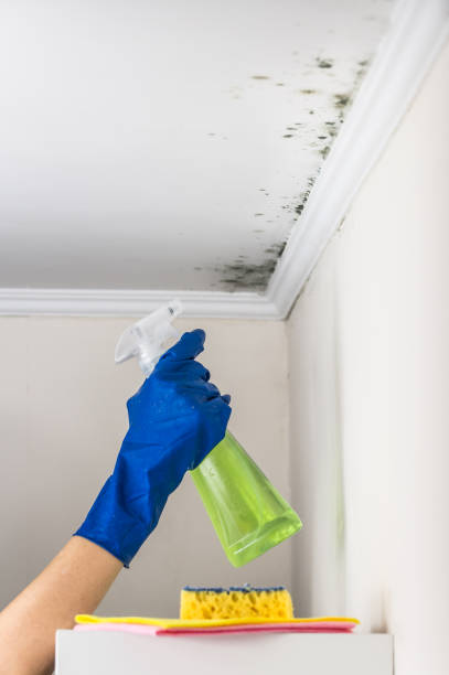 Attic Mold Removal in Energy, IL